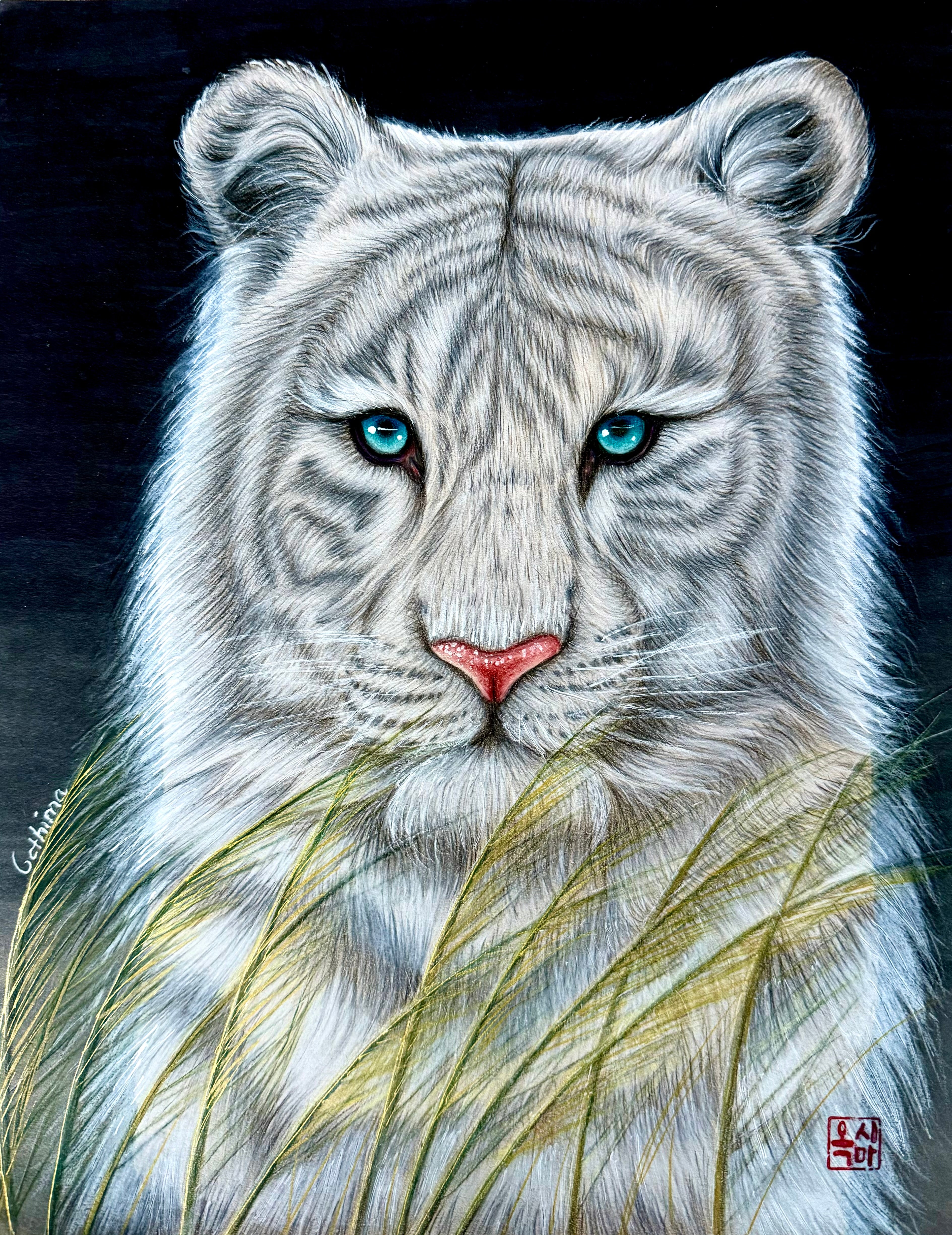 White tiger drawing